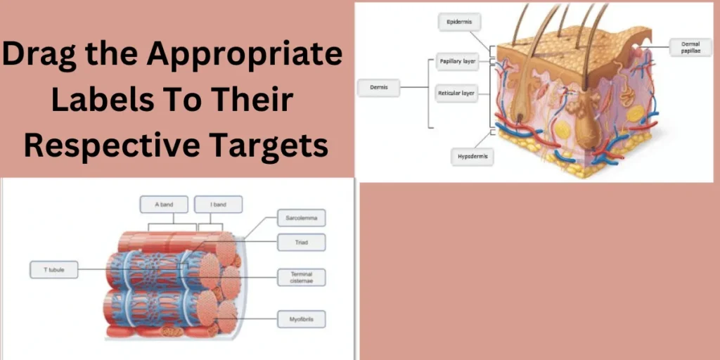 This emage showing a Drag the Appropriate Labels To Their Respective Targets