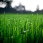 4 Common Lawn Problems Addressed by Maintenance Services